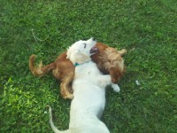 /album/fotos-y-videos/a553416-3731593251597-286594678-n-jpg/